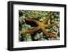 New Caldonia Starfish-Hal Beral-Framed Photographic Print