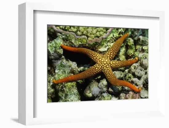 New Caldonia Starfish-Hal Beral-Framed Photographic Print