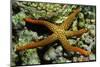 New Caldonia Starfish-Hal Beral-Mounted Photographic Print