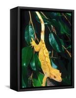 New Caledonia Crested Gecko, Native to New Caledonia-David Northcott-Framed Stretched Canvas