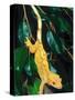 New Caledonia Crested Gecko, Native to New Caledonia-David Northcott-Stretched Canvas