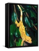 New Caledonia Crested Gecko, Native to New Caledonia-David Northcott-Framed Stretched Canvas