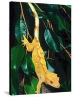 New Caledonia Crested Gecko, Native to New Caledonia-David Northcott-Stretched Canvas
