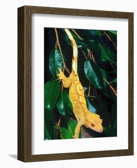 New Caledonia Crested Gecko, Native to New Caledonia-David Northcott-Framed Photographic Print