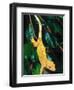 New Caledonia Crested Gecko, Native to New Caledonia-David Northcott-Framed Photographic Print