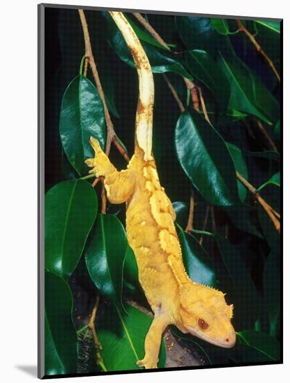 New Caledonia Crested Gecko, Native to New Caledonia-David Northcott-Mounted Photographic Print