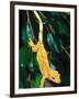 New Caledonia Crested Gecko, Native to New Caledonia-David Northcott-Framed Photographic Print