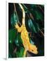 New Caledonia Crested Gecko, Native to New Caledonia-David Northcott-Framed Photographic Print