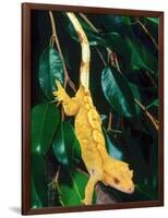 New Caledonia Crested Gecko, Native to New Caledonia-David Northcott-Framed Photographic Print