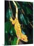 New Caledonia Crested Gecko, Native to New Caledonia-David Northcott-Mounted Photographic Print