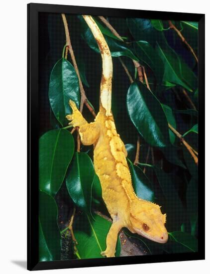 New Caledonia Crested Gecko, Native to New Caledonia-David Northcott-Framed Photographic Print