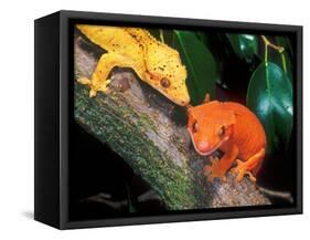 New Caledonia Crested Gecko, Native to New Caledonia-David Northcott-Framed Stretched Canvas