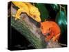 New Caledonia Crested Gecko, Native to New Caledonia-David Northcott-Stretched Canvas