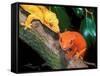 New Caledonia Crested Gecko, Native to New Caledonia-David Northcott-Framed Stretched Canvas