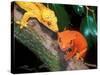 New Caledonia Crested Gecko, Native to New Caledonia-David Northcott-Stretched Canvas