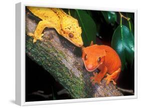 New Caledonia Crested Gecko, Native to New Caledonia-David Northcott-Framed Photographic Print