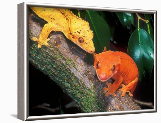 New Caledonia Crested Gecko, Native to New Caledonia-David Northcott-Framed Photographic Print