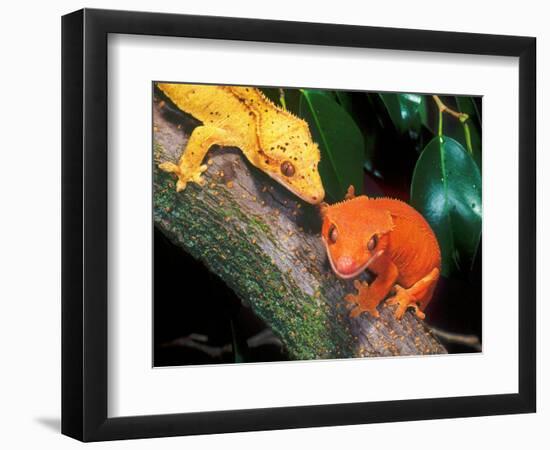 New Caledonia Crested Gecko, Native to New Caledonia-David Northcott-Framed Photographic Print