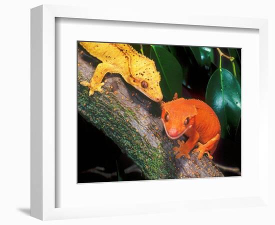 New Caledonia Crested Gecko, Native to New Caledonia-David Northcott-Framed Photographic Print