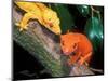New Caledonia Crested Gecko, Native to New Caledonia-David Northcott-Mounted Photographic Print