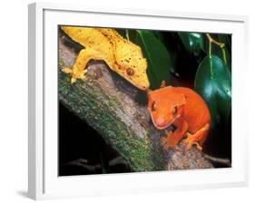 New Caledonia Crested Gecko, Native to New Caledonia-David Northcott-Framed Photographic Print