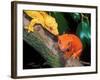 New Caledonia Crested Gecko, Native to New Caledonia-David Northcott-Framed Photographic Print