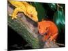New Caledonia Crested Gecko, Native to New Caledonia-David Northcott-Mounted Photographic Print