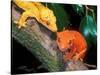 New Caledonia Crested Gecko, Native to New Caledonia-David Northcott-Stretched Canvas