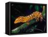 New Caledonia Giant Gecko, Native to New Caledonia-David Northcott-Framed Stretched Canvas