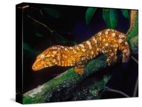 New Caledonia Giant Gecko, Native to New Caledonia-David Northcott-Stretched Canvas