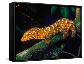 New Caledonia Giant Gecko, Native to New Caledonia-David Northcott-Framed Stretched Canvas