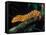 New Caledonia Giant Gecko, Native to New Caledonia-David Northcott-Framed Stretched Canvas