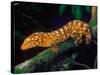 New Caledonia Giant Gecko, Native to New Caledonia-David Northcott-Stretched Canvas