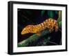 New Caledonia Giant Gecko, Native to New Caledonia-David Northcott-Framed Premium Photographic Print