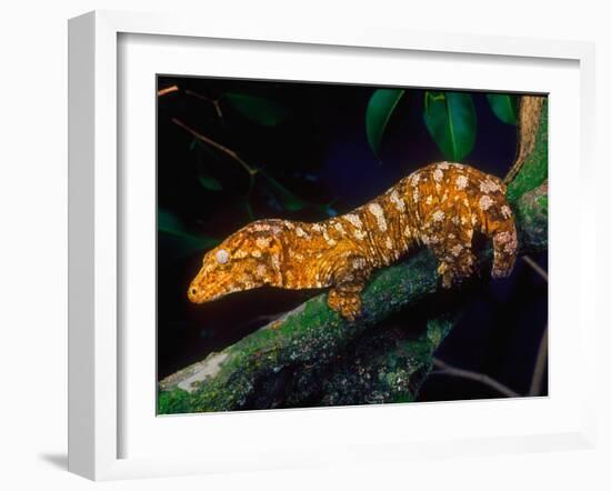 New Caledonia Giant Gecko, Native to New Caledonia-David Northcott-Framed Premium Photographic Print