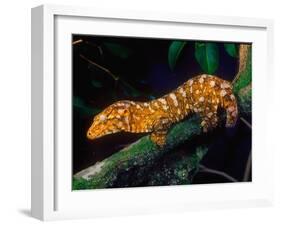 New Caledonia Giant Gecko, Native to New Caledonia-David Northcott-Framed Premium Photographic Print