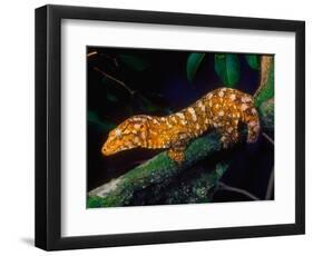 New Caledonia Giant Gecko, Native to New Caledonia-David Northcott-Framed Photographic Print