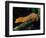 New Caledonia Giant Gecko, Native to New Caledonia-David Northcott-Framed Photographic Print