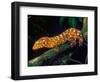 New Caledonia Giant Gecko, Native to New Caledonia-David Northcott-Framed Photographic Print