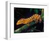 New Caledonia Giant Gecko, Native to New Caledonia-David Northcott-Framed Photographic Print