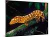 New Caledonia Giant Gecko, Native to New Caledonia-David Northcott-Mounted Photographic Print