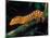 New Caledonia Giant Gecko, Native to New Caledonia-David Northcott-Mounted Photographic Print