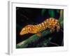 New Caledonia Giant Gecko, Native to New Caledonia-David Northcott-Framed Photographic Print