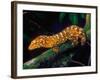 New Caledonia Giant Gecko, Native to New Caledonia-David Northcott-Framed Photographic Print