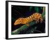 New Caledonia Giant Gecko, Native to New Caledonia-David Northcott-Framed Photographic Print