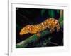 New Caledonia Giant Gecko, Native to New Caledonia-David Northcott-Framed Photographic Print