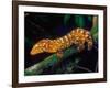 New Caledonia Giant Gecko, Native to New Caledonia-David Northcott-Framed Photographic Print