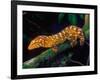 New Caledonia Giant Gecko, Native to New Caledonia-David Northcott-Framed Photographic Print