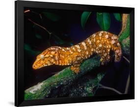 New Caledonia Giant Gecko, Native to New Caledonia-David Northcott-Framed Photographic Print