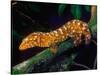 New Caledonia Giant Gecko, Native to New Caledonia-David Northcott-Stretched Canvas